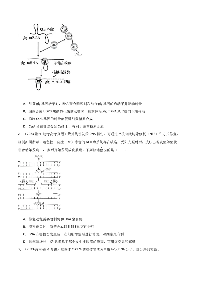 宝典08遗传的分子基础（原卷版）_2024年新高考资料_1.2024一轮复习_2024年高考生物一轮复习知识清单