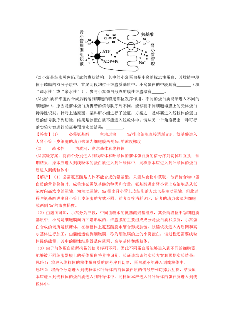 专题07物质的运输（解析版）_2024年新高考资料_1.2024一轮复习_备战2024年高考生物一轮复习抢分特训（全国通用）_专题07+物质的运输-备战2024年高考生物一轮复习抢分特训（全国通用）