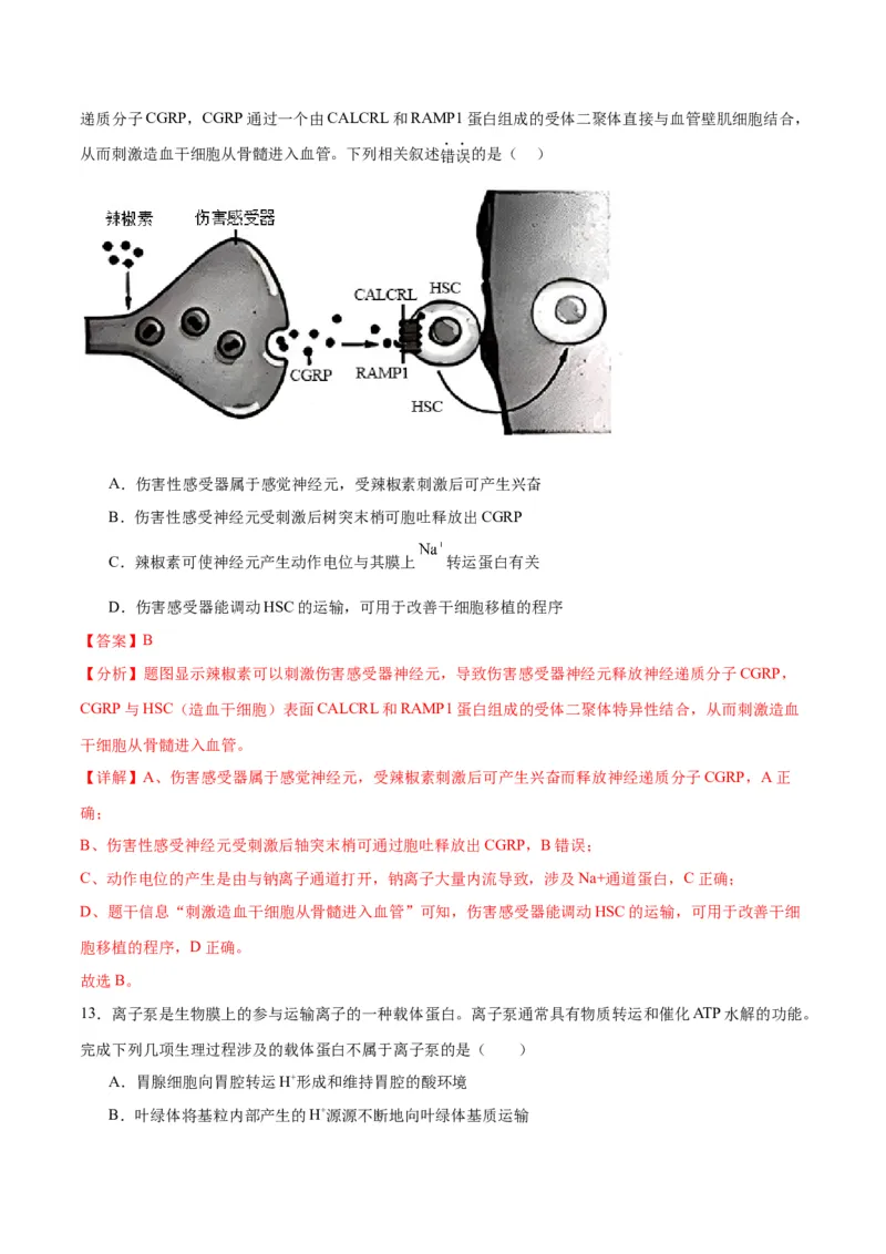 专题26神经调节（解析版)_2024年新高考资料_3.2024专项复习_备战2024年高考生物一轮复习重难点专项突破_专题26神经调节-备战2024年高考生物一轮复习重难点专项突破