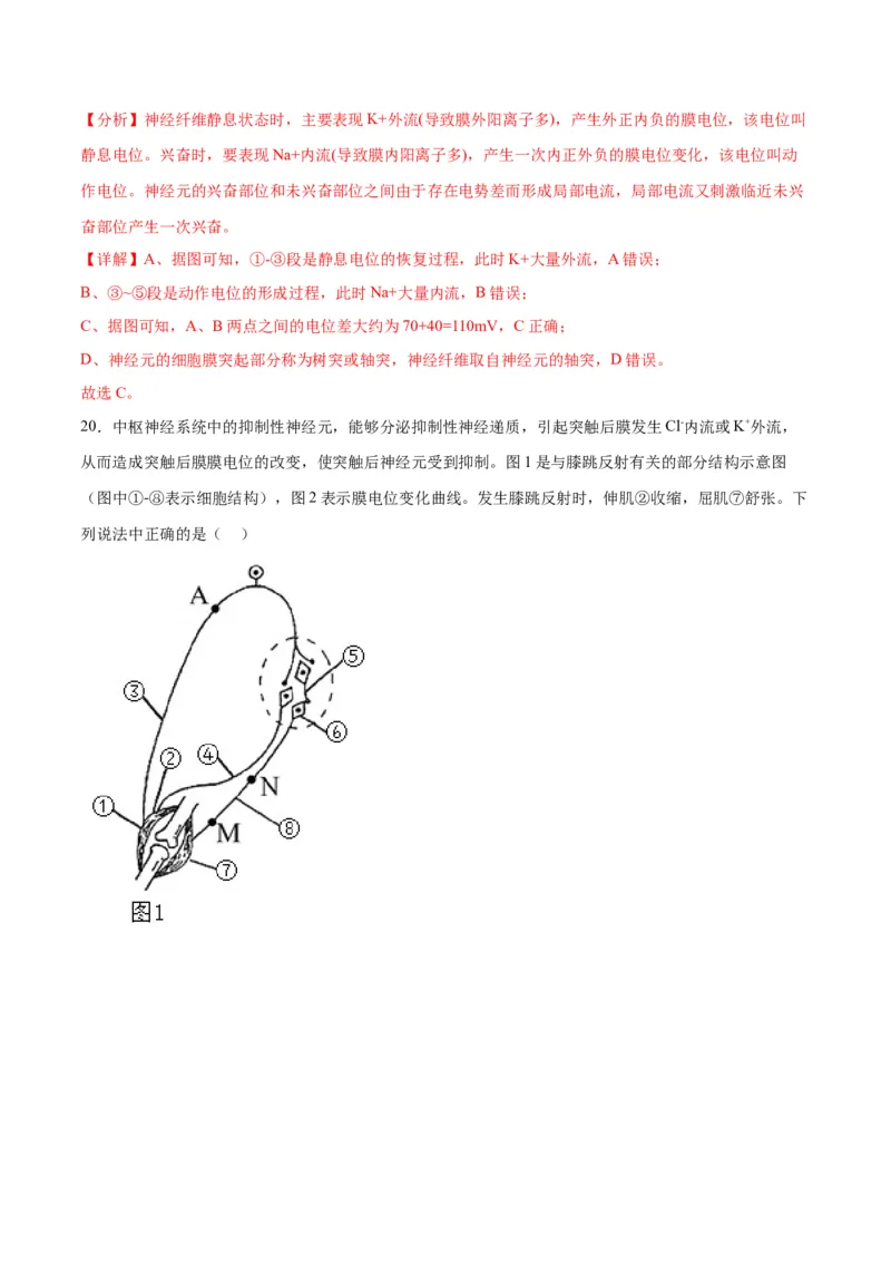 专题26神经调节（解析版)_2024年新高考资料_3.2024专项复习_备战2024年高考生物一轮复习重难点专项突破_专题26神经调节-备战2024年高考生物一轮复习重难点专项突破