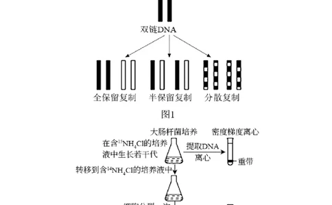 专题13遗传的分子基础（原卷版）_2024年新高考资料_1.2024一轮复习_备战2024年高考生物一轮复习抢分特训（全国通用）