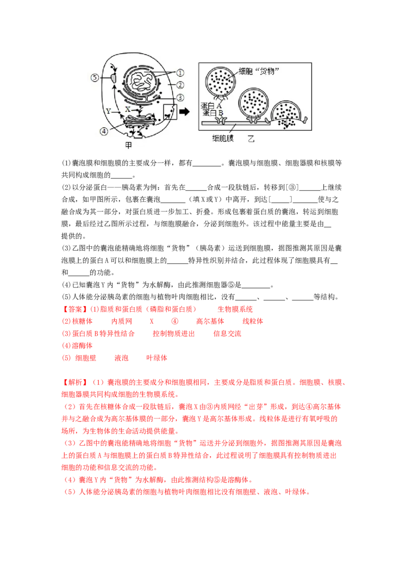 专题06细胞器（解析版）_2024年新高考资料_1.2024一轮复习_备战2024年高考生物一轮复习抢分特训（全国通用）_专题06细胞器-备战2024年高考生物一轮复习抢分特训（全国通用）