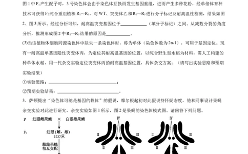 专题19遗传综合实验分析（原卷版)_2024年新高考资料_3.2024专项复习_备战2024年高考生物一轮复习重难点专项突破_专题19遗传综合实验分析
