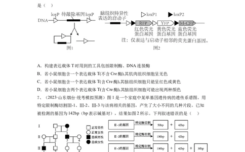 专题32基因工程（精练）（原卷版）_2024年新高考资料_1.2024一轮复习_备战2024年高考生物一轮复习串讲精练（新高考专用）