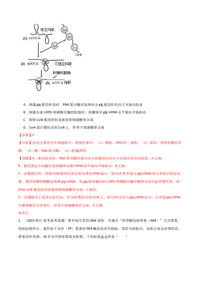 宝典08遗传的分子基础（解析版）_2024年新高考资料_1.2024一轮复习_2024年高考生物一轮复习知识清单