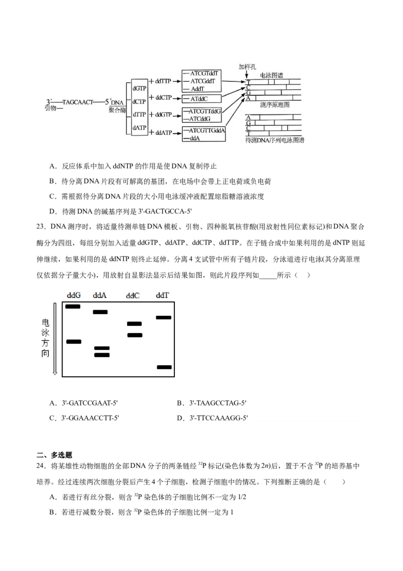 专题21DNA分子的结构、复制与基因的本质（原卷版)_2024年新高考资料_3.2024专项复习_备战2024年高考生物一轮复习重难点专项突破