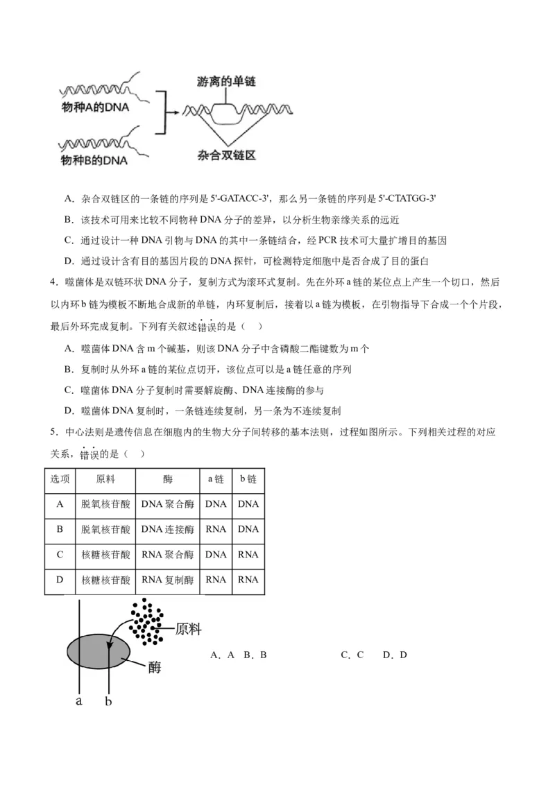 专题21DNA分子的结构、复制与基因的本质（原卷版)_2024年新高考资料_3.2024专项复习_备战2024年高考生物一轮复习重难点专项突破