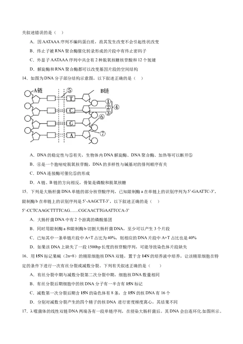专题21DNA分子的结构、复制与基因的本质（原卷版)_2024年新高考资料_3.2024专项复习_备战2024年高考生物一轮复习重难点专项突破