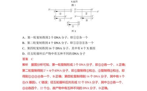 专题八PCR重难集训（解析版）_2024年新高考资料_5.2024三轮冲刺_2024年高考生物考前最后冲刺