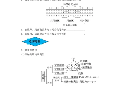 专题24神经调节（串讲）（原卷版）_2024年新高考资料_1.2024一轮复习_备战2024年高考生物一轮复习串讲精练（新高考专用）
