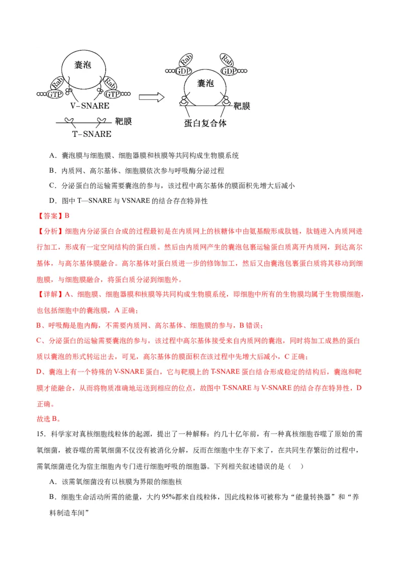 专题6细胞器和生物膜系统（解析版)_2024年新高考资料_3.2024专项复习_备战2024年高考生物一轮复习重难点专项突破_专题06细胞器和生物膜系统-备战2024年高考生物一轮复习重难点专项突破