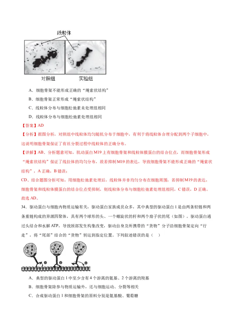 专题6细胞器和生物膜系统（解析版)_2024年新高考资料_3.2024专项复习_备战2024年高考生物一轮复习重难点专项突破_专题06细胞器和生物膜系统-备战2024年高考生物一轮复习重难点专项突破