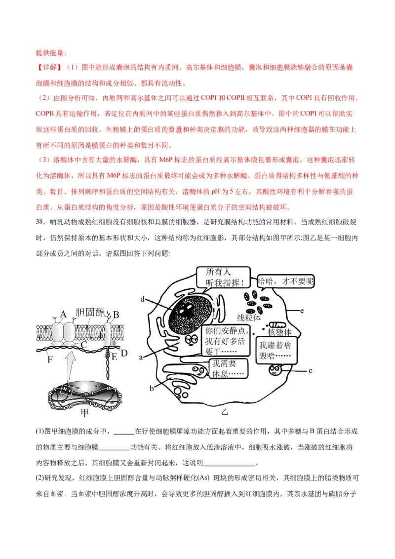 专题6细胞器和生物膜系统（解析版)_2024年新高考资料_3.2024专项复习_备战2024年高考生物一轮复习重难点专项突破_专题06细胞器和生物膜系统-备战2024年高考生物一轮复习重难点专项突破
