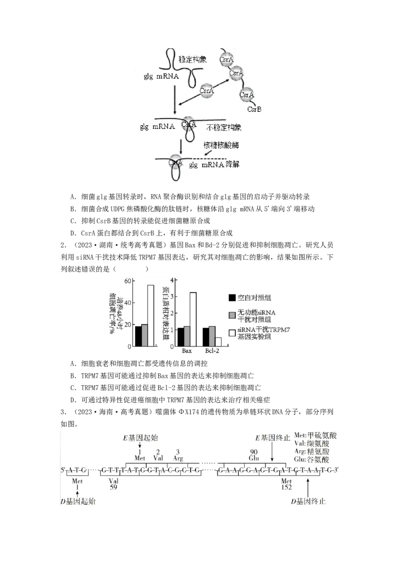 专题14基因的表达（原卷版）_2024年新高考资料_1.2024一轮复习_备战2024年高考生物一轮复习抢分特训（全国通用）_专题14基因的表达-备战2024年高考生物一轮复习抢分特训（全国通用）