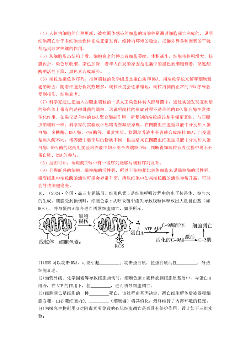 专题11细胞的分化、衰老与死亡（解析版）_2024年新高考资料_1.2024一轮复习_备战2024年高考生物一轮复习抢分特训（全国通用）