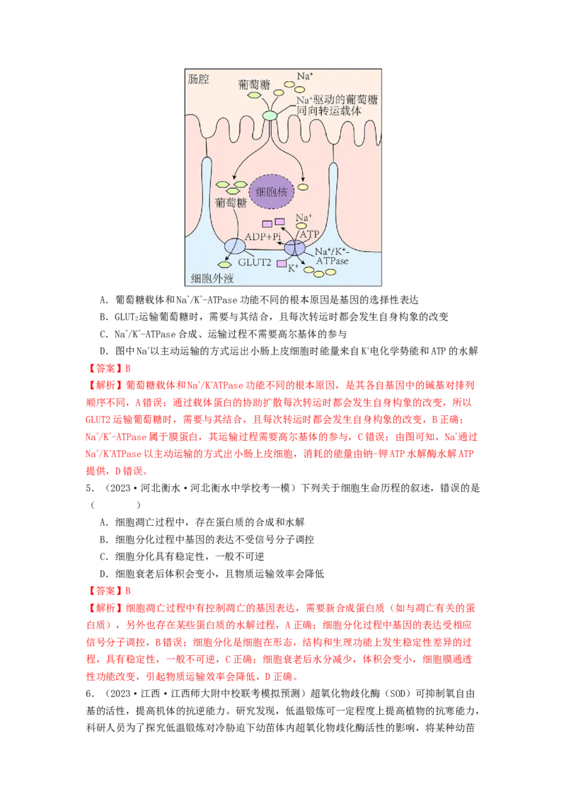 专题11细胞的分化、衰老与死亡（解析版）_2024年新高考资料_1.2024一轮复习_备战2024年高考生物一轮复习抢分特训（全国通用）