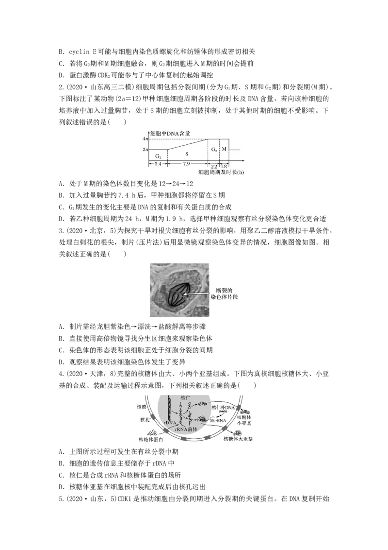 专题11细胞的增殖（串讲）（原卷版）_2024年新高考资料_1.2024一轮复习_备战2024年高考生物一轮复习串讲精练（新高考专用）