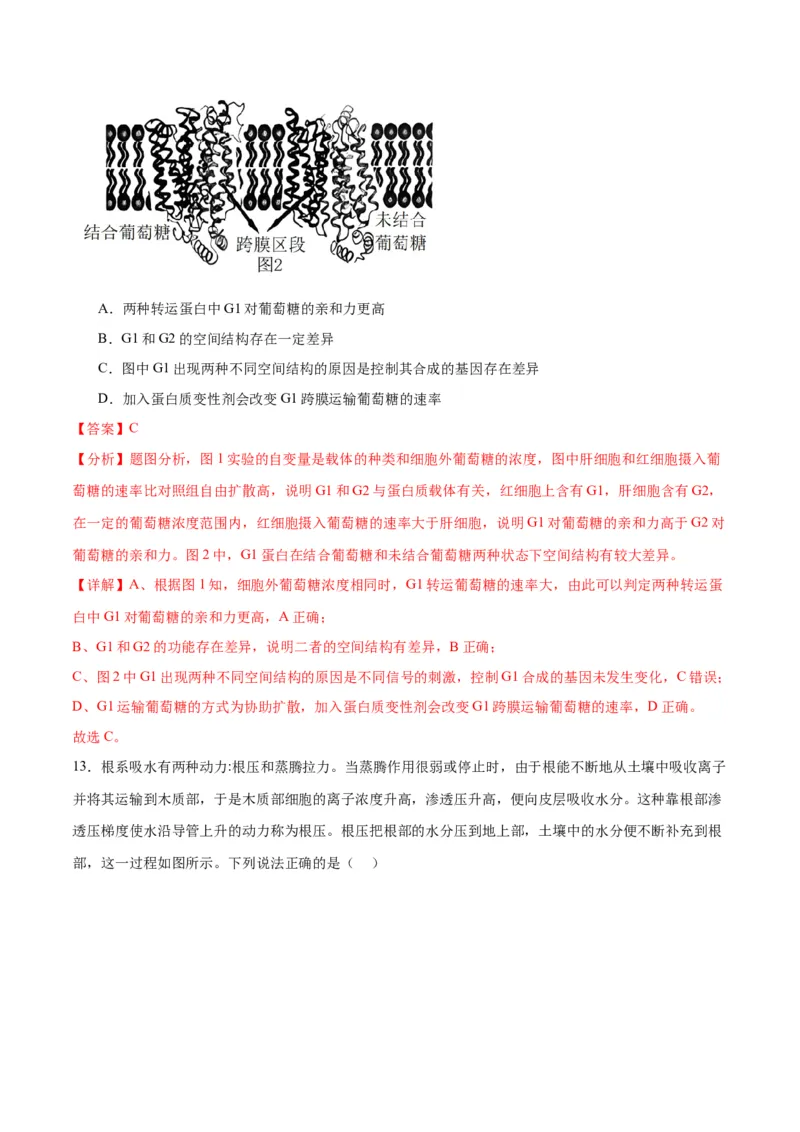 专题7物质运输（解析版)_2024年新高考资料_3.2024专项复习_备战2024年高考生物一轮复习重难点专项突破_专题07物质运输-备战2024年高考生物一轮复习重难点专项突破
