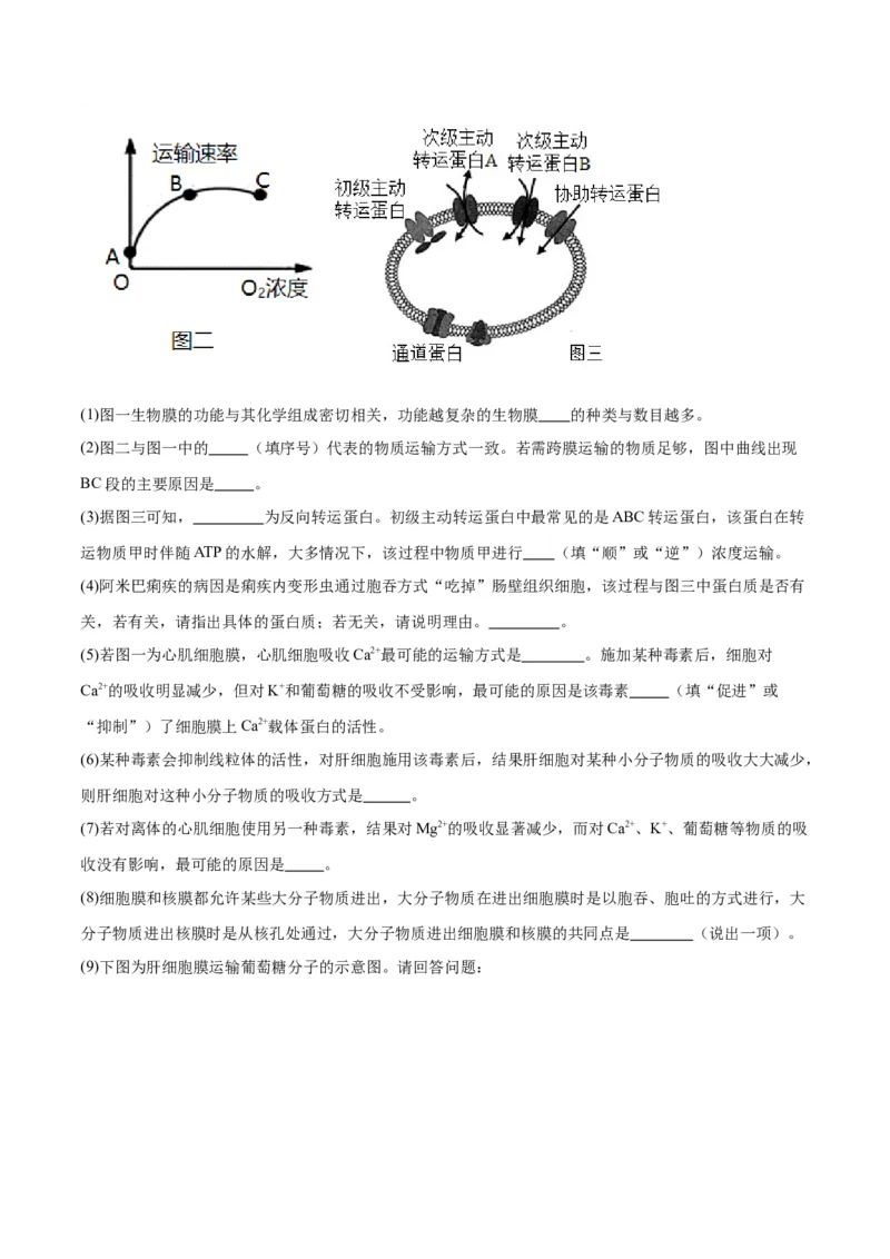 专题7物质运输（解析版)_2024年新高考资料_3.2024专项复习_备战2024年高考生物一轮复习重难点专项突破_专题07物质运输-备战2024年高考生物一轮复习重难点专项突破