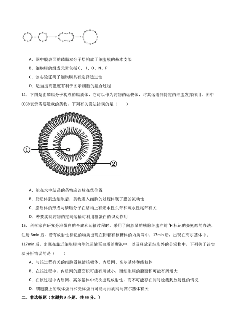 单元检测卷02细胞的结构、功能和物质运输（原卷版）_2024年新高考资料_1.2024一轮复习_2024年高考生物一轮复习考点通关卷（新高考通用）