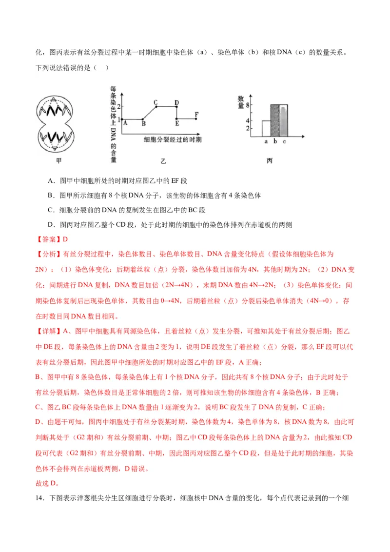 专题12细胞增殖（解析版)_2024年新高考资料_3.2024专项复习_备战2024年高考生物一轮复习重难点专项突破_专题12细胞增殖