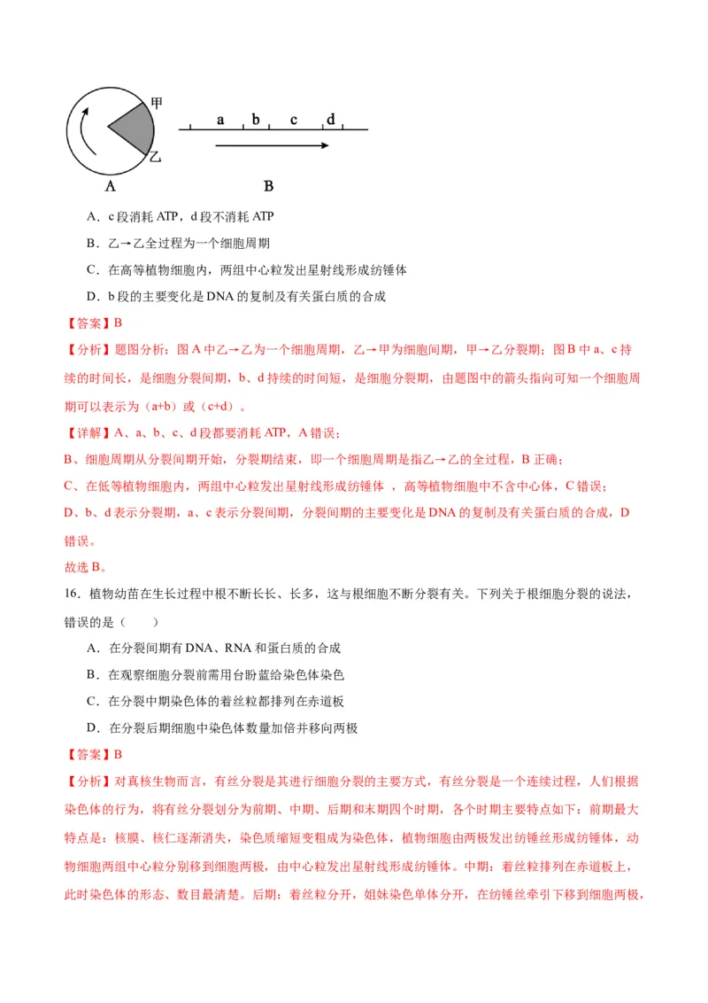 专题12细胞增殖（解析版)_2024年新高考资料_3.2024专项复习_备战2024年高考生物一轮复习重难点专项突破_专题12细胞增殖