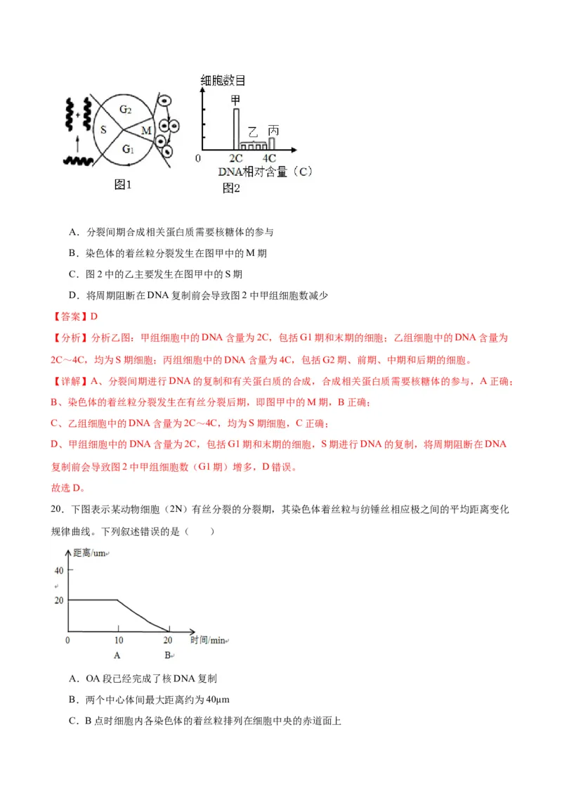 专题12细胞增殖（解析版)_2024年新高考资料_3.2024专项复习_备战2024年高考生物一轮复习重难点专项突破_专题12细胞增殖