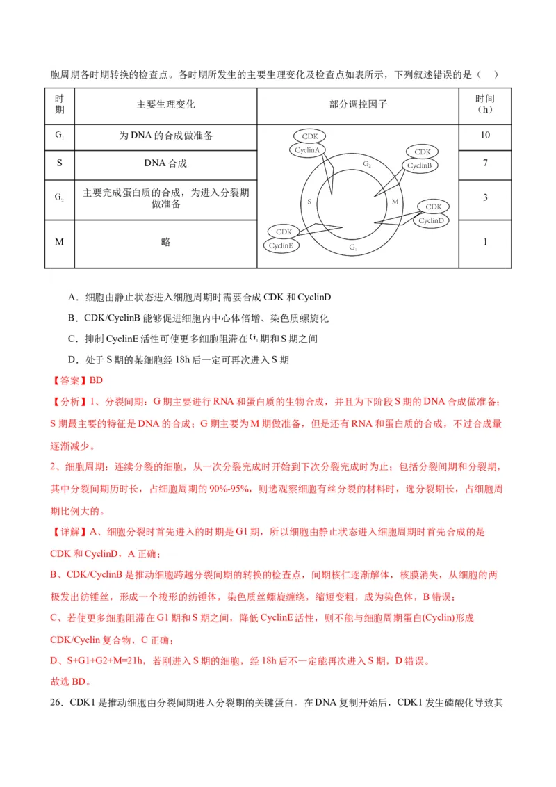专题12细胞增殖（解析版)_2024年新高考资料_3.2024专项复习_备战2024年高考生物一轮复习重难点专项突破_专题12细胞增殖