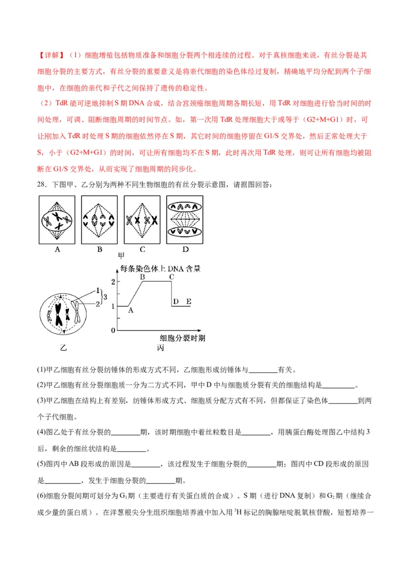 专题12细胞增殖（解析版)_2024年新高考资料_3.2024专项复习_备战2024年高考生物一轮复习重难点专项突破_专题12细胞增殖