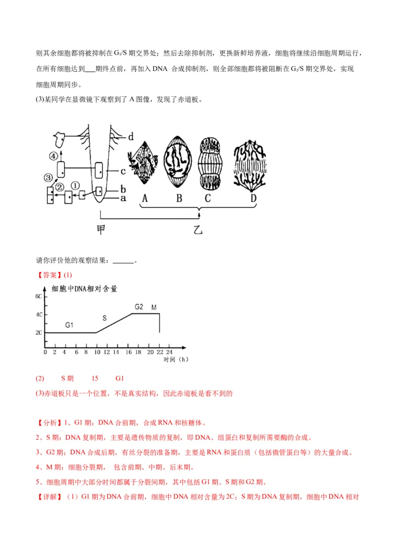 专题12细胞增殖（解析版)_2024年新高考资料_3.2024专项复习_备战2024年高考生物一轮复习重难点专项突破_专题12细胞增殖