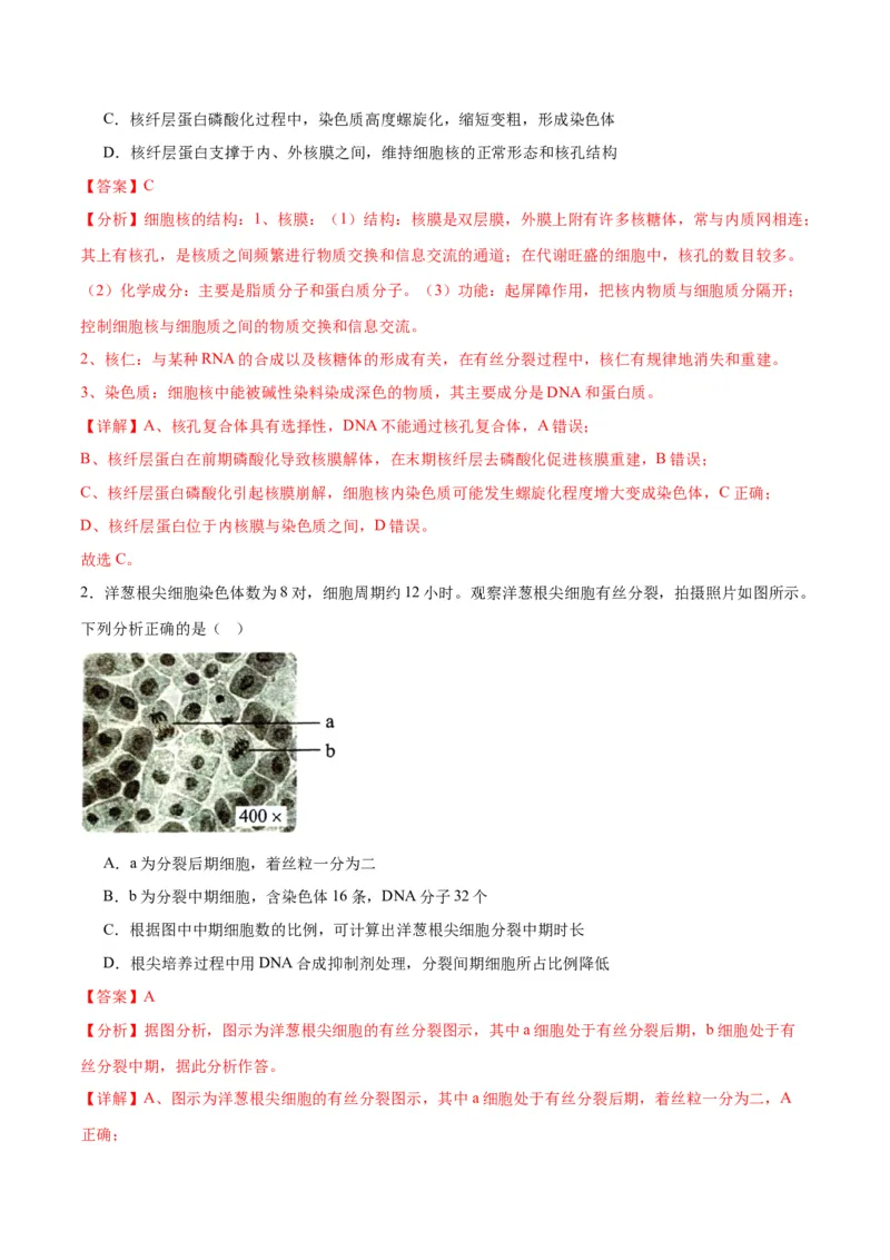 专题12细胞增殖（解析版)_2024年新高考资料_3.2024专项复习_备战2024年高考生物一轮复习重难点专项突破_专题12细胞增殖