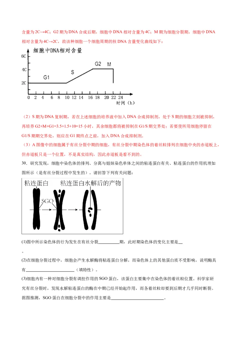 专题12细胞增殖（解析版)_2024年新高考资料_3.2024专项复习_备战2024年高考生物一轮复习重难点专项突破_专题12细胞增殖