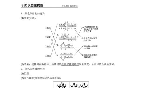 2022年高考生物一轮复习第7单元第21讲　染色体变异与育种)_新高考复习资料_2022年新高考复习资料_2022年一轮复习最新版_1.2022年高考生物一轮复习全国通用版