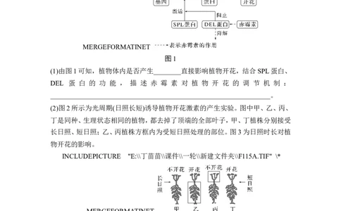 热点微练18植物激素相关的实验设计(尖子生特训)_2024年新高考资料_1.2024一轮复习_2024年高考生物一轮复习讲义（新人教版）_另附1套Word版题库_选择性必修1_第八单元稳态与调节