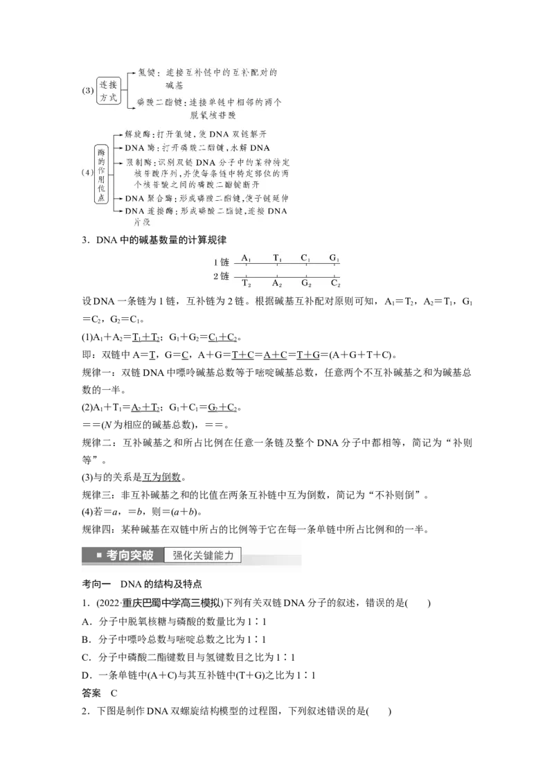 2023年高考生物一轮复习（全国版）第6单元第2课时　DNA分子的结构及基因的本质_通用版（老高考）复习资料_2023年复习资料_一轮复习_2023年高考生物一轮复习讲义+课件（全国版）