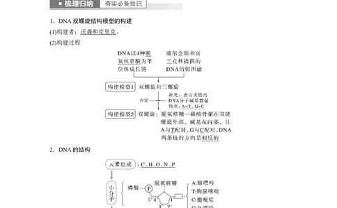 2023年高考生物一轮复习（全国版）第6单元第2课时　DNA分子的结构及基因的本质_通用版（老高考）复习资料_2023年复习资料_一轮复习_2023年高考生物一轮复习讲义+课件（全国版）