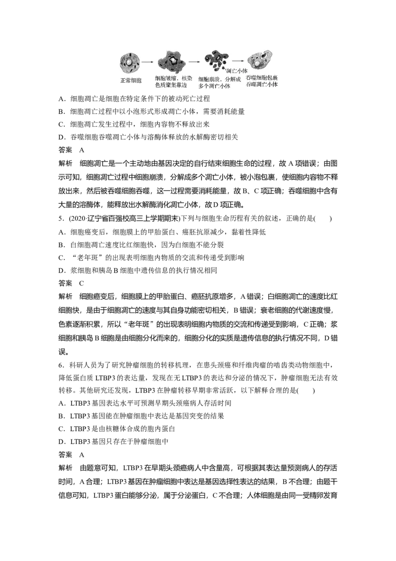 2022年高考生物一轮复习第4单元第13讲　细胞的分化、衰老、凋亡与癌变_新高考复习资料_2022年新高考复习资料_2022年一轮复习最新版_1.2022年高考生物一轮复习全国通用版