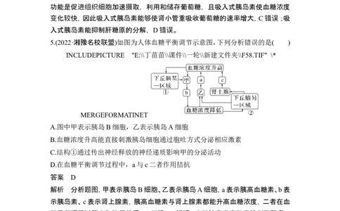 热点微练16血糖调节(尖子生特训)_2024年新高考资料_1.2024一轮复习_2024年高考生物一轮复习讲义（新人教版）_另附1套Word版题库_选择性必修1_第八单元稳态与调节
