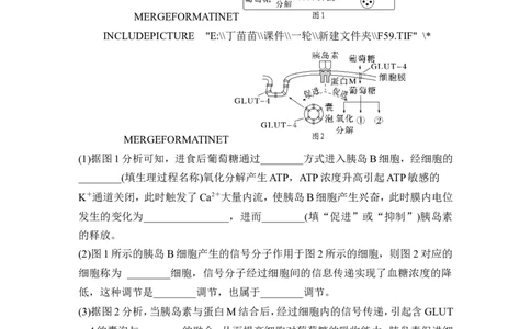热点微练16血糖调节(尖子生特训)_2024年新高考资料_1.2024一轮复习_2024年高考生物一轮复习讲义（新人教版）_另附1套Word版题库_选择性必修1_第八单元稳态与调节