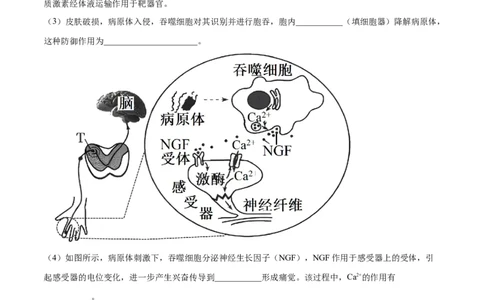 押江苏卷第20题生命活动的调节（原卷版）_2024年新高考资料_5.2024三轮冲刺_备战2024年高考生物临考题号押题（江苏专用）322855714