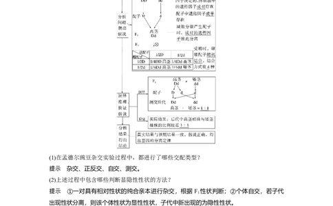 2023年高考生物一轮复习（新人教新高考）第5单元第1课时　分离定律的发现_新高考复习资料_2023年新高考复习资料_一轮复习_2023年新高考大一轮复习讲义