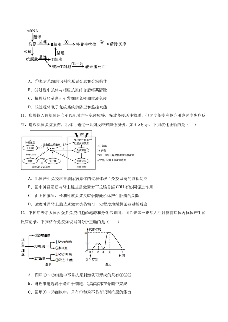 第12讲免疫调节（练习）（原卷版）_2024年新高考资料_2.2024二轮复习_2024年高考生物二轮复习讲练测（新教材新高考）