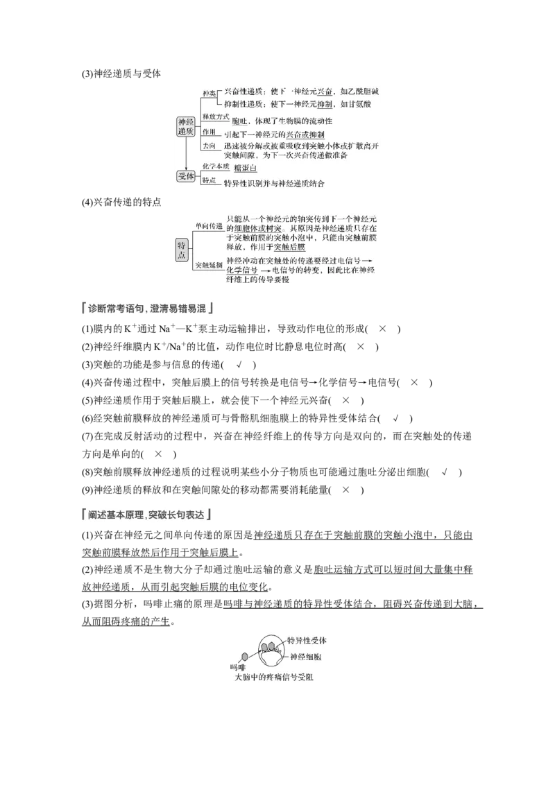 2022年高考生物一轮复习第8单元第24讲　通过神经系统的调节_新高考复习资料_2022年新高考复习资料_2022年一轮复习最新版_1.2022年高考生物一轮复习全国通用版