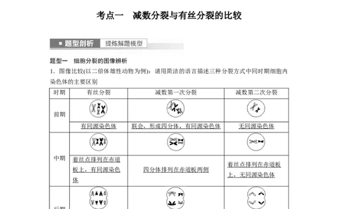 2023年高考生物一轮复习（全国版）第4单元第4课时　减数分裂与有丝分裂的比较及观察蝗虫精母细胞减数分裂装片_通用版（老高考）复习资料_2023年复习资料_一轮复习