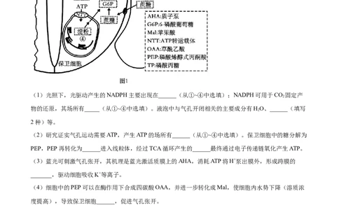 押江苏卷第19题细胞代谢（原卷版）_2024年新高考资料_5.2024三轮冲刺_备战2024年高考生物临考题号押题（江苏专用）322855714