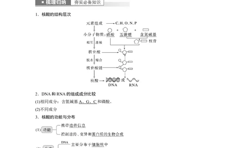 2023年高考生物一轮复习（全国版）第1单元第4课时　核酸是遗传信息的携带者_通用版（老高考）复习资料_2023年复习资料_一轮复习_2023年高考生物一轮复习讲义+课件（全国版）