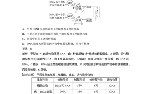 2023年高考生物一轮复习（全国版）第1单元第4课时　核酸是遗传信息的携带者_通用版（老高考）复习资料_2023年复习资料_一轮复习_2023年高考生物一轮复习讲义+课件（全国版）