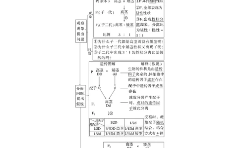 2023年高考生物一轮复习（全国版）第5单元第1课时　分离定律的发现_通用版（老高考）复习资料_2023年复习资料_一轮复习_2023年高考生物一轮复习讲义+课件（全国版）
