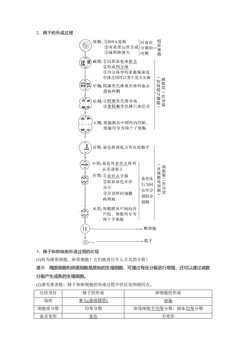 2023年高考生物一轮复习（全国版）第4单元第3课时　减数分裂和受精作用的过程分析_通用版（老高考）复习资料_2023年复习资料_一轮复习_2023年高考生物一轮复习讲义+课件（全国版）