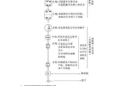 2023年高考生物一轮复习（全国版）第4单元第3课时　减数分裂和受精作用的过程分析_通用版（老高考）复习资料_2023年复习资料_一轮复习_2023年高考生物一轮复习讲义+课件（全国版）